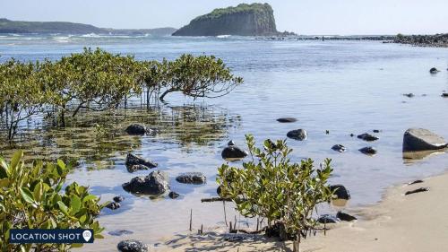 a beach with rocks and plants in the water at Minnamurra Island View in Minnamurra