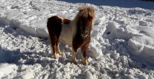 a brown and white horse standing in the snow at Apartment Schlickenhof in Hintergöriach