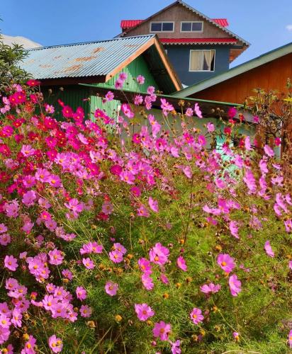 a field of pink flowers in front of a house at Neoravalley Homestay, Icche Gaon in Pedong