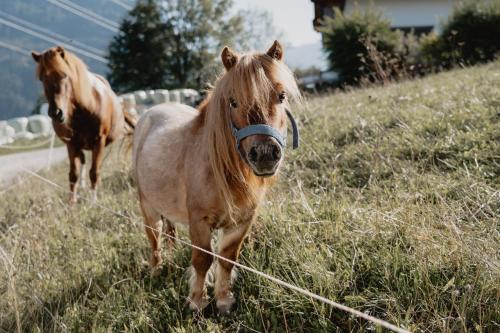 two horses standing in a field next to a fence at Knollgut Ferienwohnung Buchberg in Goldegg