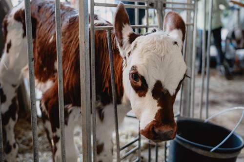 a brown and white cow standing in a cage at Knollgut Ferienwohnung Buchberg in Goldegg