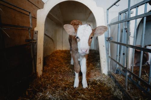 a brown and white cow standing in a barn at Knollgut Ferienwohnung Buchberg in Goldegg