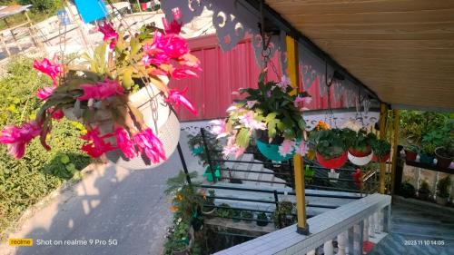 a porch with potted plants and a red door at Holidays homestay in Mirik