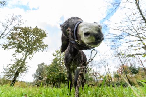 a black dog standing in the grass with a harness on at Casa da Eira "Lavoura da Bouça - Fruta Bio" in Celorico de Basto