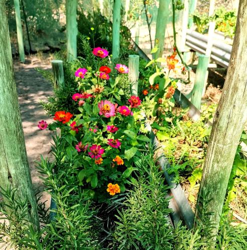 a garden with red and pink flowers and a bench at The Tshilli Farm & Lodge in Maun