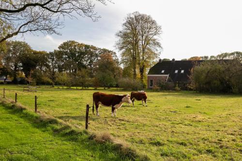 two cows standing in a field of grass at De Lindenhoeve in Valthe