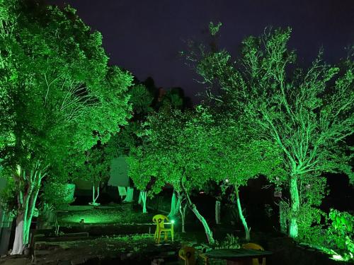 a group of trees lit up with green lights at HOSTEL FAMILIA ZANATTA in Caxias do Sul