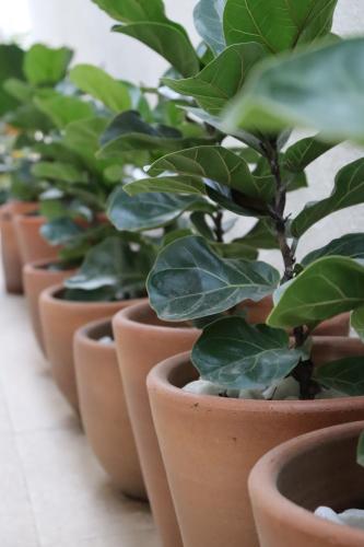 a row of potted plants sitting on a table at Peixe Crew Centro in Búzios