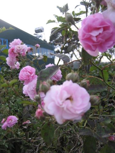 Dốc Garden Homestay Đà Lạtにある庭