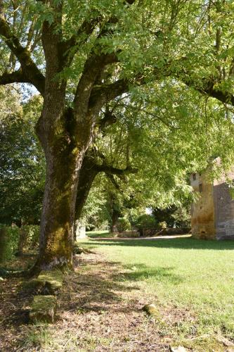 a tree in the middle of a grass field at La Pépite in Margut