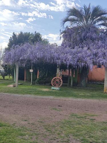 a tree with purple flowers on it next to a house at Posada Esperanza in Minas