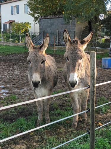 Dos burros están parados junto a una valla. en Chambre, en Mison
