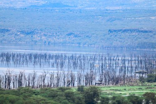 um grupo de árvores mortas na água em The Haven254 em Nakuru