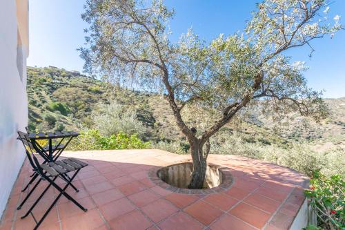 a tree sitting on a patio with a chair at Finca Rosalia in Cómpeta