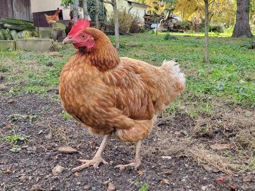 a brown chicken is standing in the grass at Ferienwohnung Am Wasserturm mit kleinem Bauernhof in Baruth