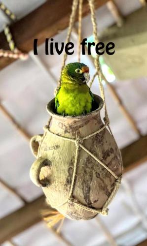 a green bird is sitting in a bird feeder at Posada Olivo in Mazunte