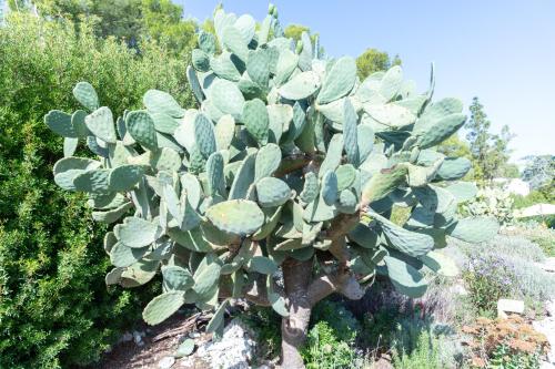 Masseria Calianiにある庭