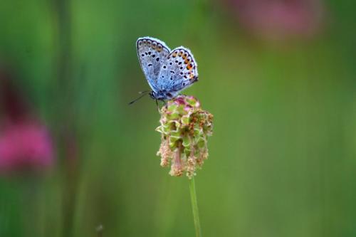 a blue butterfly sitting on top of a flower at Domacinstvo na kraju svijeta in Šipovo