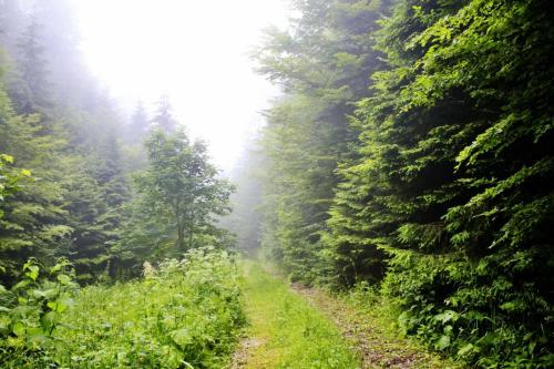 a dirt road in the middle of a forest at Domacinstvo na kraju svijeta in Šipovo