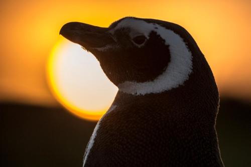 a close up of a bird with the sunset in the background at Homestay at "Explore Cafe & Lodge" with stunning ocean view in Chiloe Island, Patagonia in Duhatao