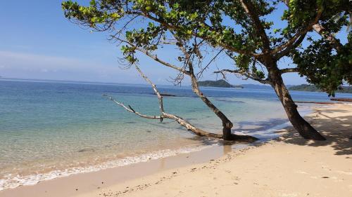 a tree on a beach with the ocean at Baan AoKao KohMak in Ko Mak