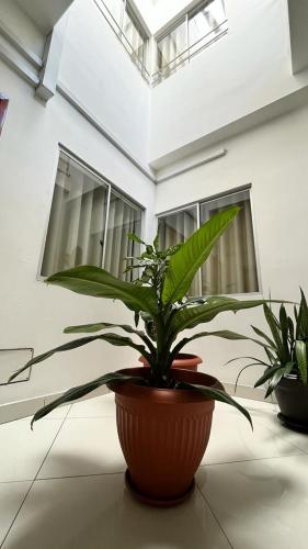 a potted plant sitting on a table in a room at Fitzcarrald Hotel in Iquitos