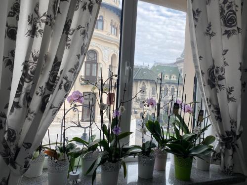 a window with potted plants on a window sill with curtains at Blue light ultracentral in Craiova