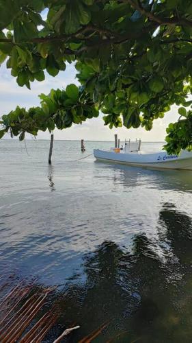 a blue boat in the water next to a tree at Villa Laguna Cancún, kayaks gratis. in Cancún