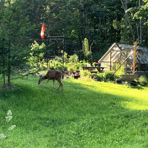 a deer walking in the grass in a garden at Forest by the Sea Rentals in Merville