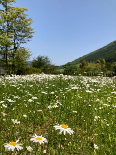 a field full of white flowers in a field at HAKONE DOMA in Hakone