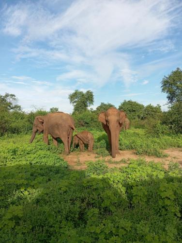 un grupo de elefantes parados en un campo en Tusker's Paradise Safari Villa en Udawalawe