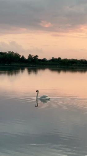 a swan swimming on a lake at sunset at Apartman sa jakuzijem in Palić