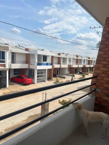 um cão de pé numa varanda com vista para uma rua em Habitacion valledupar em Valledupar