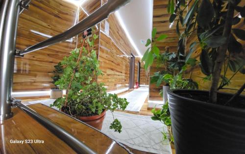 a hallway with a bunch of plants in pots at Villa Bonaca in Vukovar