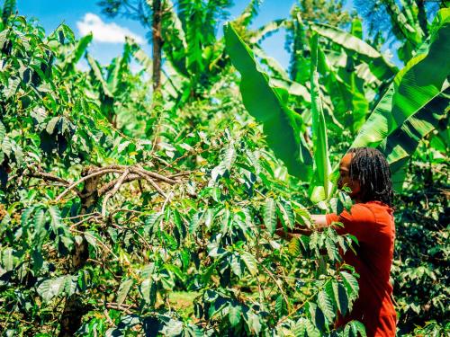 a man is standing in a field of plants at Arusha Jua Eco Home- on coffee farm in Arusha