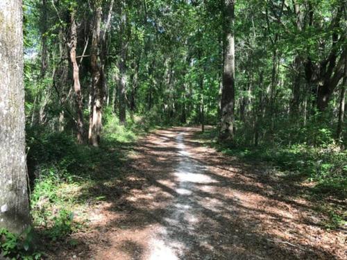 a dirt road in the middle of a forest at Town & Country Hideaway - 1BR/1BA, 20 min FAMU/FSU in Tallahassee
