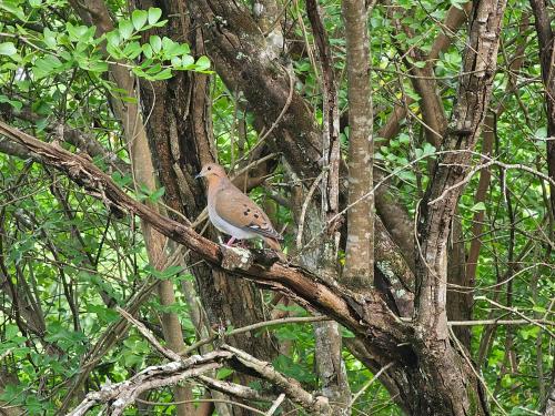 a bird is sitting on a tree branch at Royal Escape - 2 in Anse La Raye