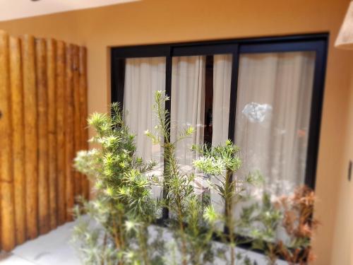 a window with some plants in front of it at Pousada Kirana in Praia do Rosa