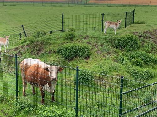 a cow and deer in a fenced in field at Onder het dak van Brabant in Mierlo