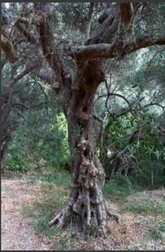 a close up of the trunk of a tree at Antico Borgo - A due passi dalle Gole Alcantara in Motta Camastra