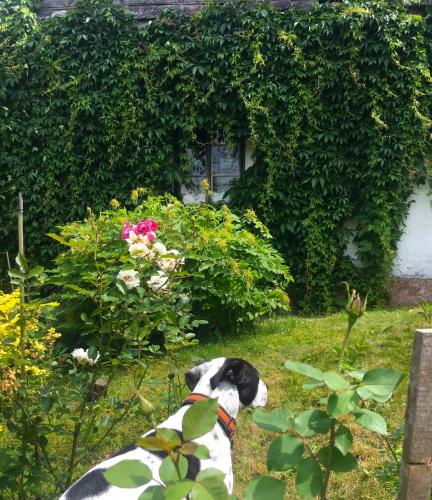a black and white dog sitting in a garden at Chalupa Šanov u Králík in Červená Voda