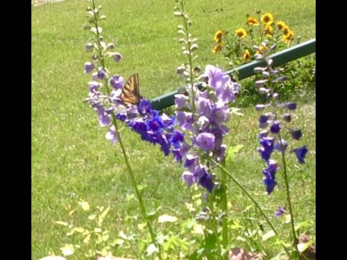a butterfly sitting on top of purple flowers at Trail Boss King EnSuite-Prairie Rose B&B - 1200 sq ft Suite in Cheyenne