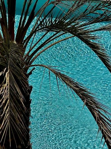 a palm tree in front of a pool of water at Creative 2 Levels Penthouse in Los Angeles