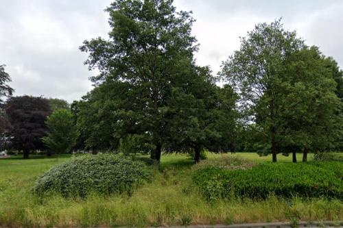 a group of trees in a field with grass at Deluxe Studio: Studio Suite 10 in Parkside