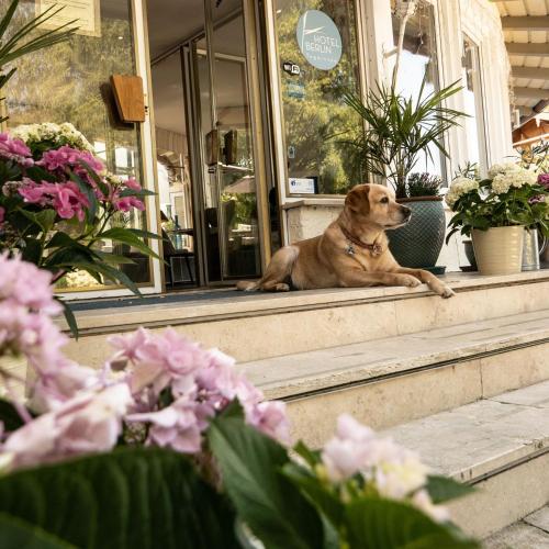 a dog sitting on the steps of a store at Hotel Berlin Tegernsee in Rottach-Egern