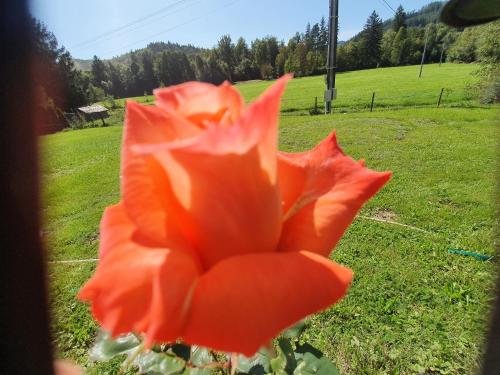 an orange flower in a field of grass at Apartments Beskydy in Prostřední Bečva