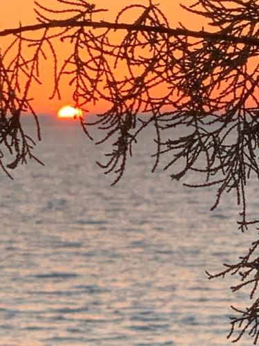 a sunset over the water with a tree branch at Privlaka Mobilhouses in Privlaka