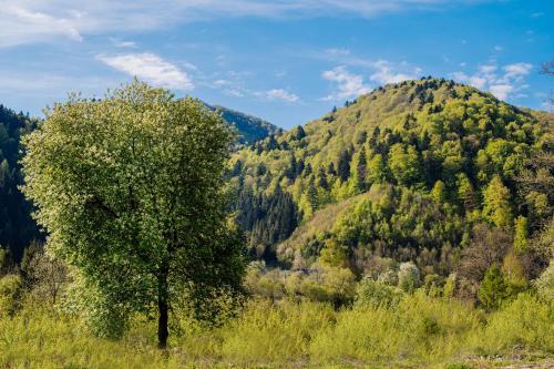 a tree in the middle of a mountain at Рибничанка in Skhidnitsa