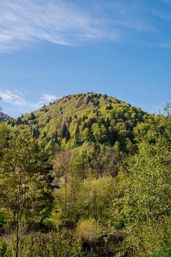 a green hill with trees on top of it at Рибничанка in Skhidnitsa