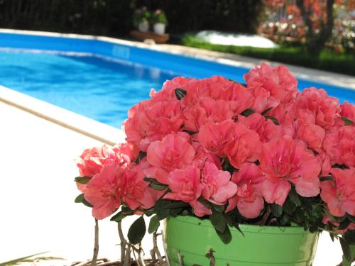 a green bucket filled with pink flowers next to a swimming pool at Exanthia Villas in Exanthia